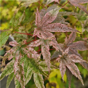 Acer Palmatum 'Shindeshojo'